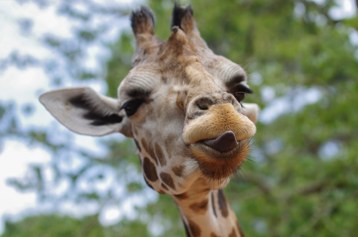 A photo of a giraffe sticking its tongue out