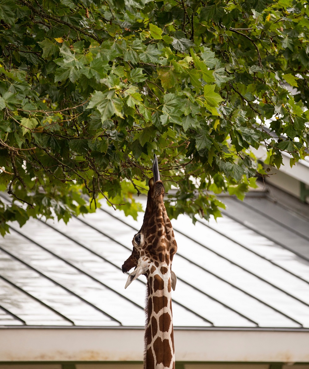 A photo of a giraffe stretching its neck to lick leaves