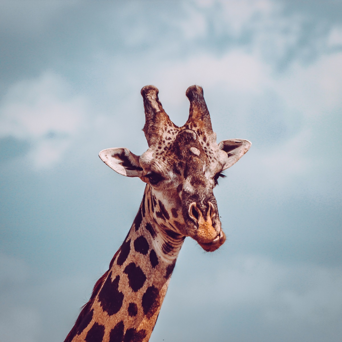 A closeup picture of a giraffe's face