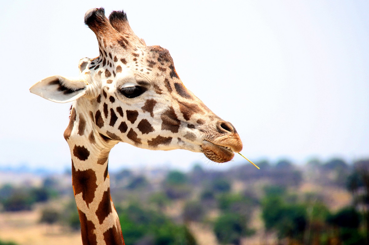 A side profile of a giraffe with a piece of straw sticking out of its mouth