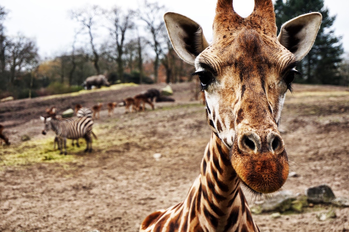 A closeup of a giraffe's face with other exotic animals in the background