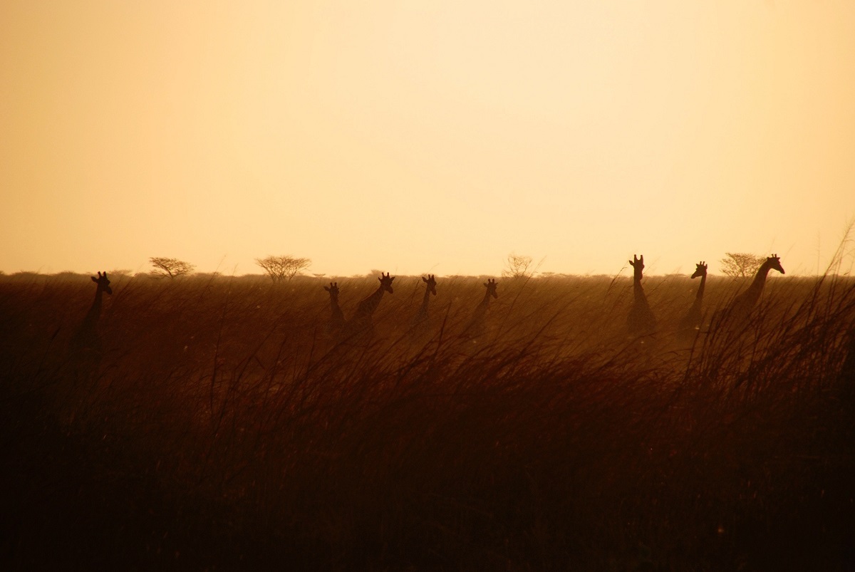 A wide shot of multiple giraffes in tall grass at sunset